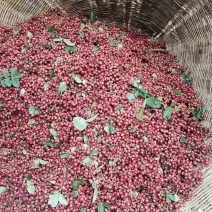 花椒鲜花椒，红花椒