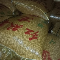 大豆