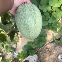 哈密瓜青蛙王子品系，电商专用，个头2-4斤