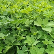 肉独活种苗一年生统货，烟头粗细