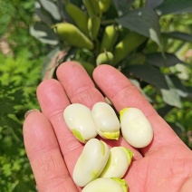 蚕豆鲜蚕豆