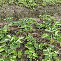 草莓苗50棵/捆