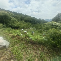 蜂蜜瓶装500g/瓶，散装100斤/桶