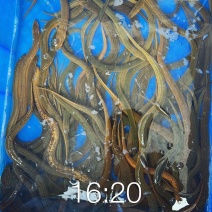 鳝鱼30-40斤起售