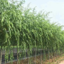 柳树米径1-50公分