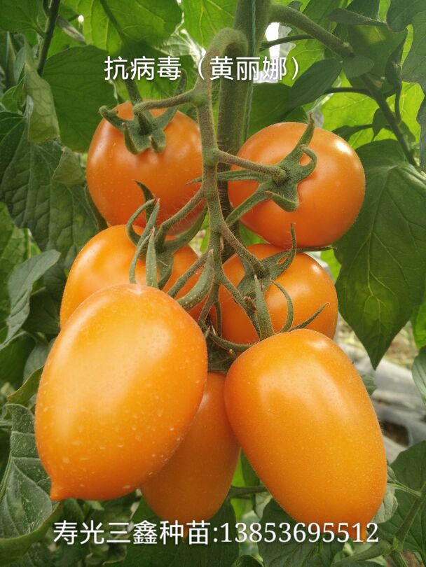 山东寿光市西红柿苗