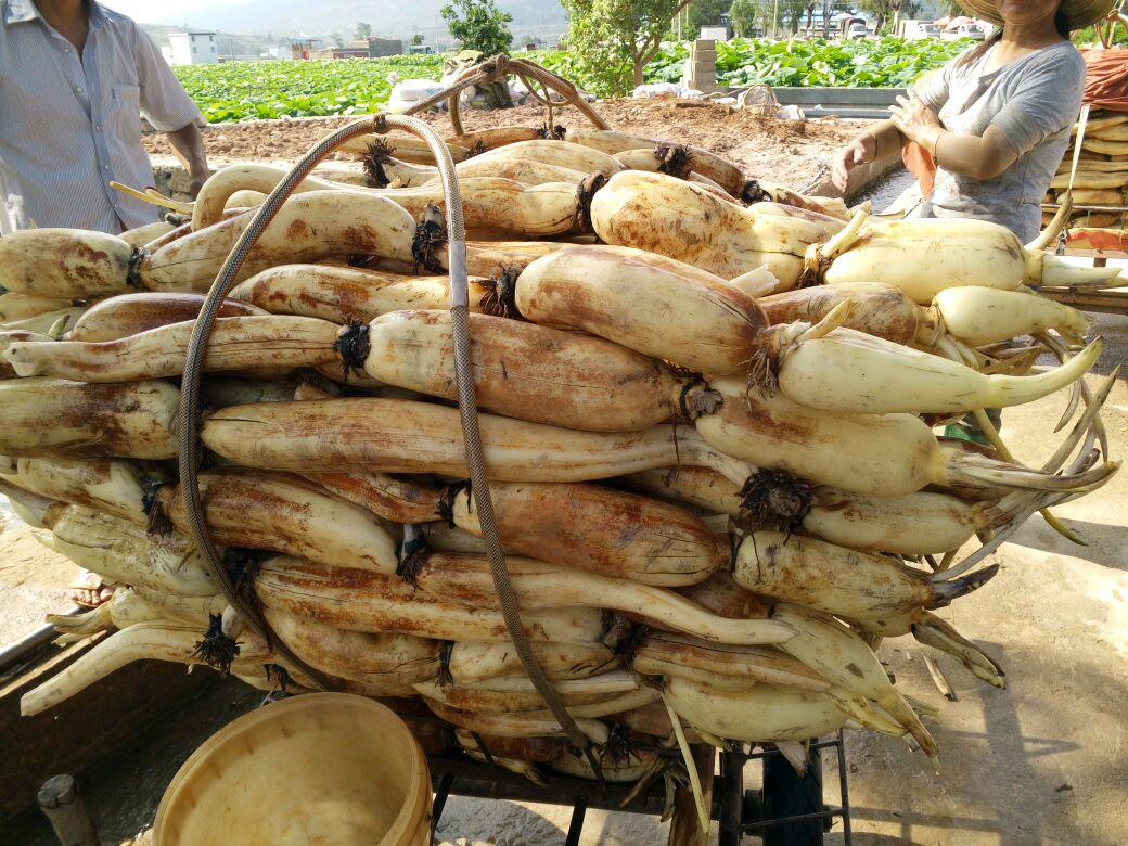 云南建水县白莲藕节长:40cm以上