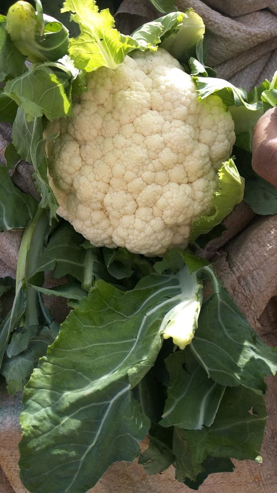 本地甘蓝火热销售中,有机花和菜花也上市了,欢迎新老