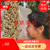 亩产1600-2000订单回收高粱，地头回收