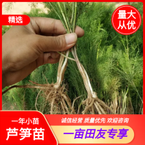 芦笋苗一年小苗现挖发货量大优惠
