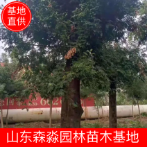 皂角20公分30公分40公分50公分皂角发帽皂角苗圃直供