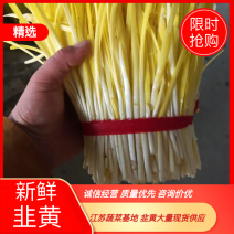 【现货韭黄】江苏韭黄头茬20~30公分量大价优