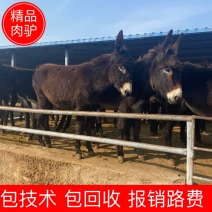 肉驴免费送货包技术包回收报销路费包成活率