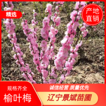 榆叶梅，红叶榆叶梅，绿叶榆叶梅，各种规格榆叶梅小苗。
