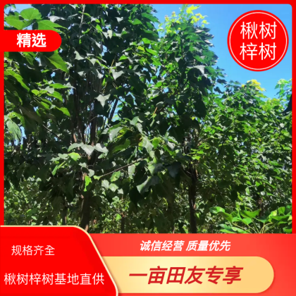 周口楸树价格行情走势 - 一亩田