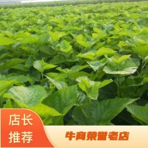 强桑一号嫁接苗高产量叶丝含量高包对版