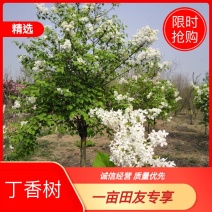 独杆丁香暴马丁香紫花丁香全国发货6公分装车价85量大从优