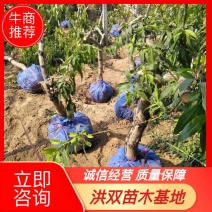 【山东桃树苗】占地桃树基地直发量大从优可视频看货欢迎来电洽谈