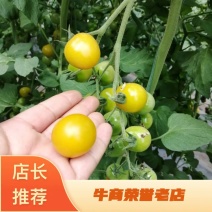 圣女果釜山88千禧红黄花生口感番茄参观/采摘用苗