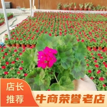 【精选】天竺葵产地直销一手货源质量好价格实惠量大从优