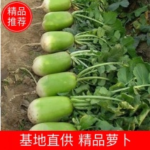 （火）罐萝卜，青皮萝卜！！！产地直销，量大从优