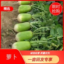 （精选）青皮萝卜！罐萝卜！！产地直销，量大从优
