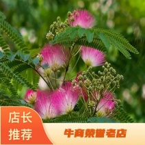 合欢合欢苗绿化苗木庭院道路树苗