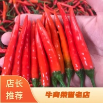 高辣艳红苗，高产抗病，果大饱满，泰国进口一代杂交种子