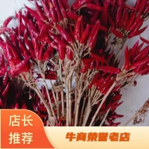 高辣朝天椒辣椒苗签种植回收合同，保证回收