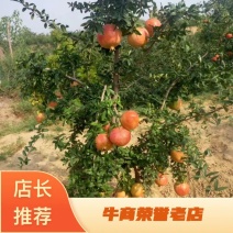 【有好货】突尼斯软籽石榴树2公分包成活死苗补发基地直销