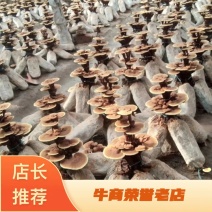 灵芝菌棒灵芝盆景菌棒