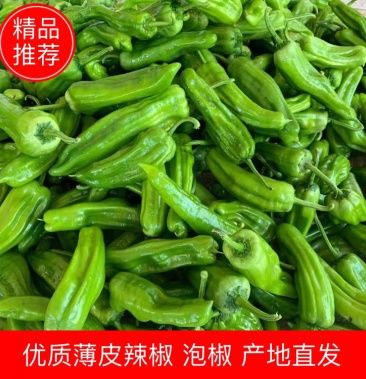 海南省临高县精品薄皮泡椒螺丝椒几十万亩实力产地一手代办