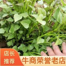 【红薯苗】商薯19龙九抗病产量高万亩大棚支持现场看货量大从优
