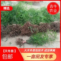 【包邮到家】天冬苗，云南大天冬苗包技术成活率高欢迎咨询