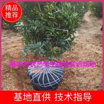 杨梅大树，各规格已挂果杨梅袋苗。欢迎联系。