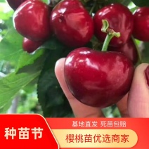 大果拉宾斯大樱桃苗车厘子授粉树苗
