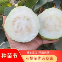 四季结果白心芭乐苗.红心芭乐苗包活包技术欢迎下单