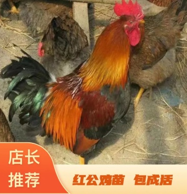 鸡苗 红公鸡苗 红毛大公鸡包疫苗包技术指导运输包活包回收