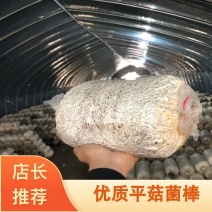 走量优惠啦！现货中低温平菇菌棒平菇菌包大比例豆饼原料