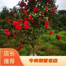 地经4--5--6公分茶花冠幅1.5米以上种植6年