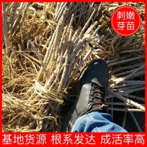 一年生刺嫩芽苗刺五加一年苗抗寒品种