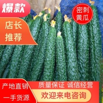 嫁接油黄瓜，密刺黄瓜。干花带刺，鲜花带刺30/40cm