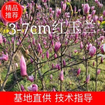 【精品】红玉兰自产自销4至7cm，根系发达花苞多品质保