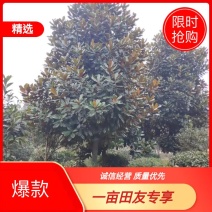 广玉兰绿化苗木，1到20公分，规格齐全。