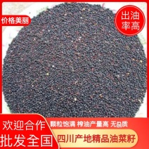 【精选】四川油菜籽，出油量高，颗粒饱满，无杂质，量大从优