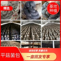 平菇菌包，山东平菇春季菌包，基地直发，大量有货欢迎采购