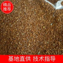 推荐党参种子，纯新种子，分量够足！保证质量，诚信行天下