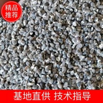 推荐远志种子，纯新远志种子，颗粒饱满，无杂志