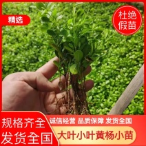 大叶黄杨苗小叶黄杨小苗成活率高量大从优杜绝假苗