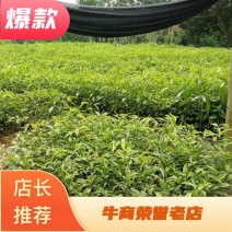 沉香树苗20~30cm白木香纯正品种土沉香苗带土发货全国发